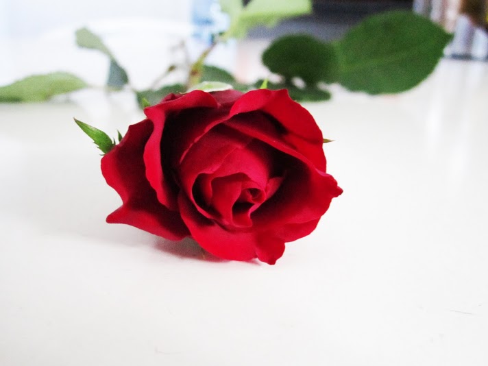Description Red Rose on a White BackgroundJPG