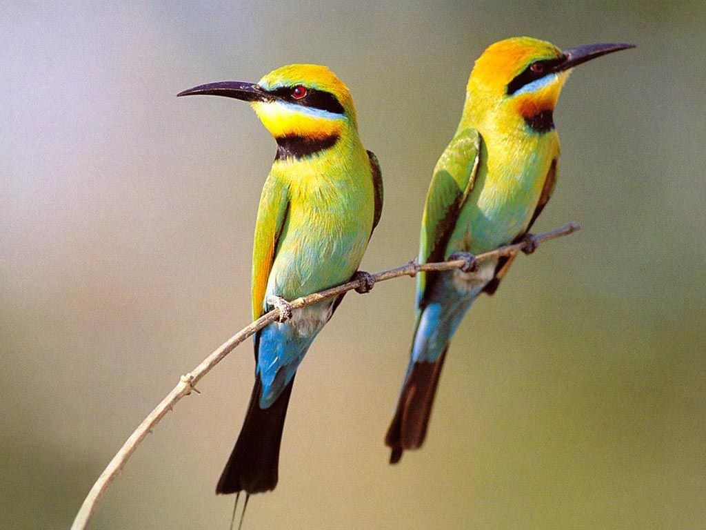 Two Small Birds On Branch Wallpaper