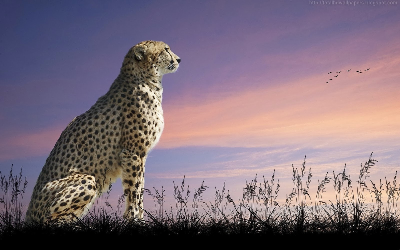 Beautiful Desktop HD Wallpaper 1080p Cheetah