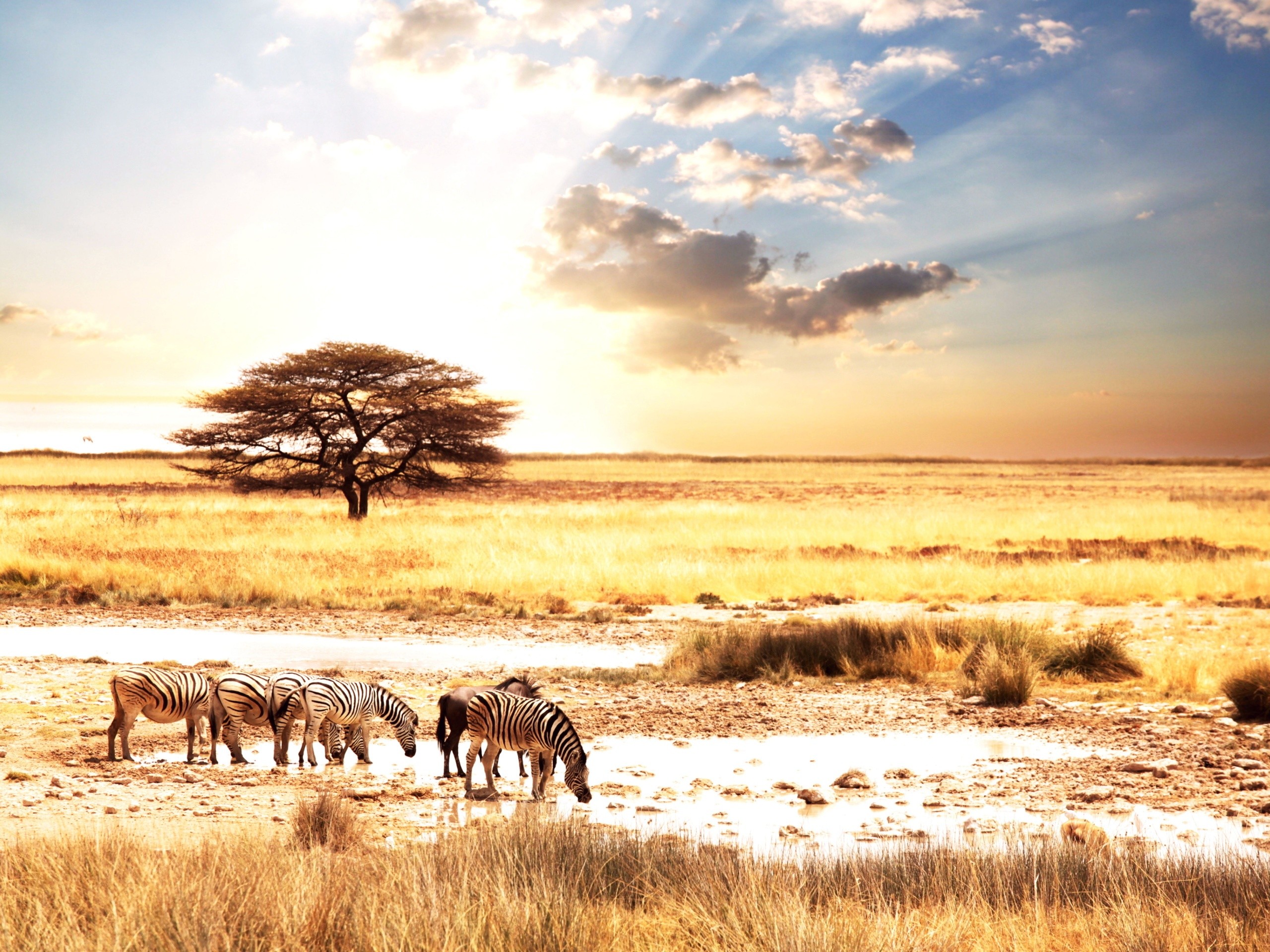 African Animals Wallpaper