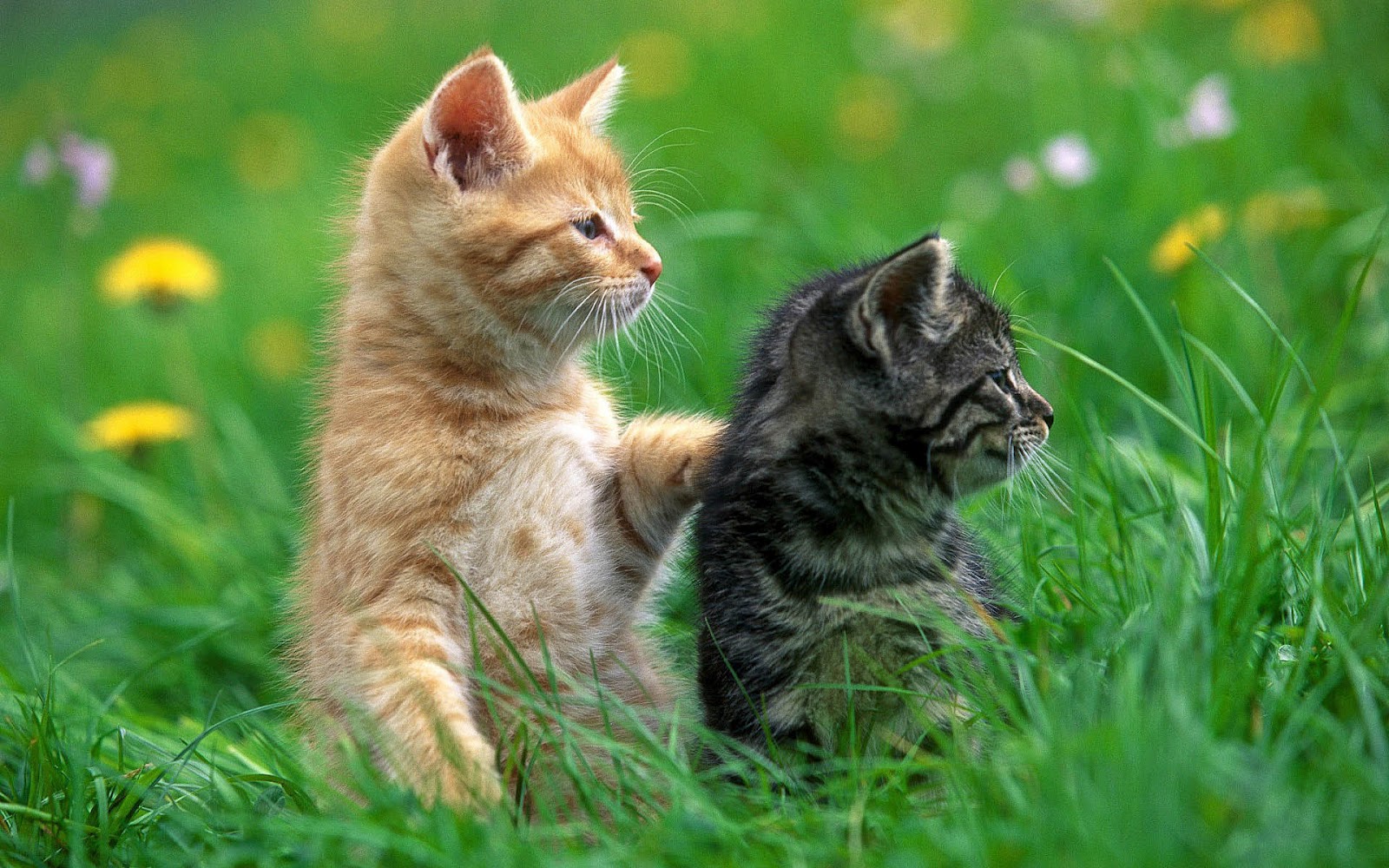 Two adorable kittens in a field of green grass. One ginger kitten has its paw on the back of a tabby kitten