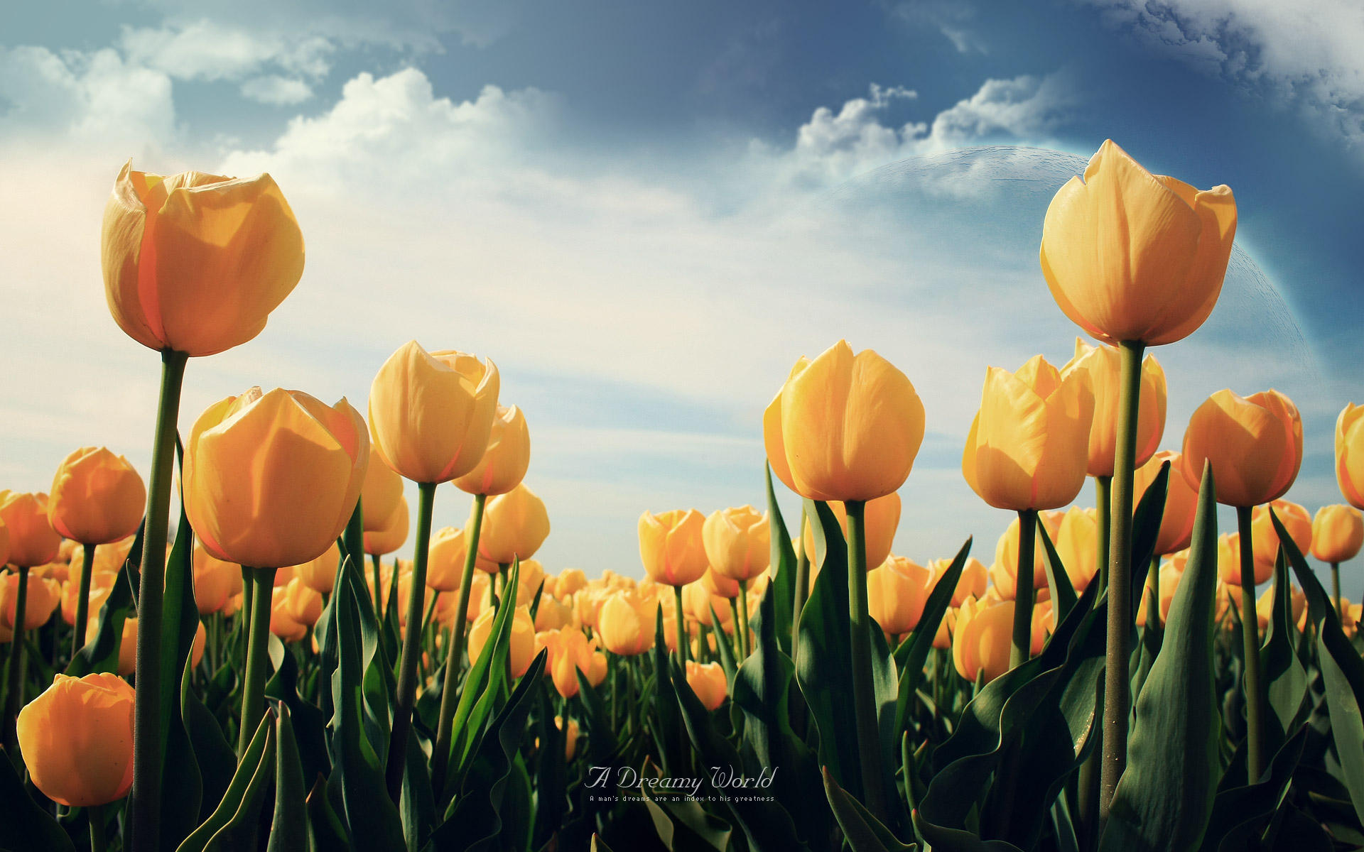 Yellow Tulips Wallpaper HD