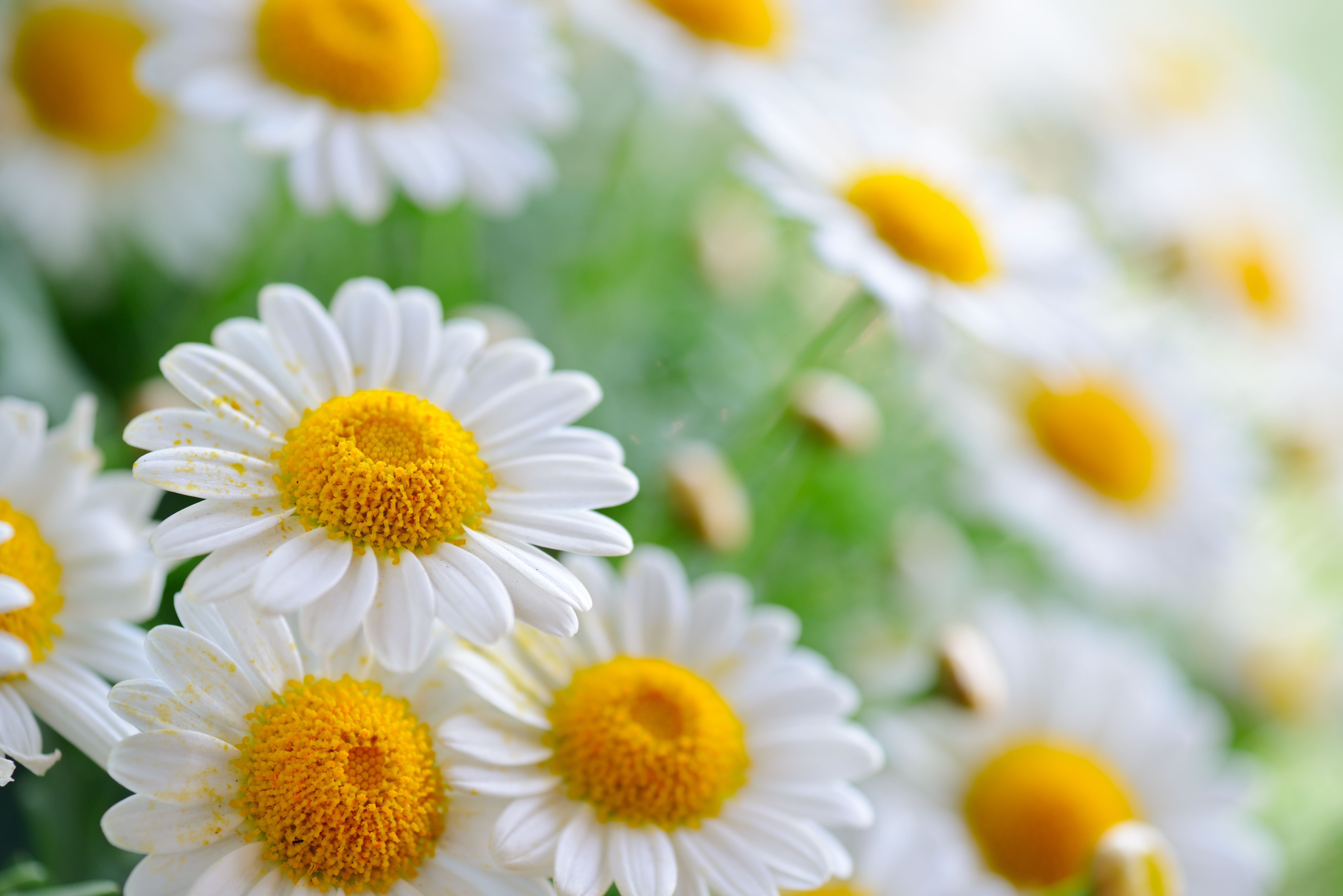 Daisies White Wallpaper And Image