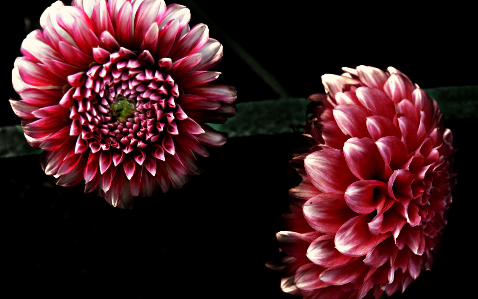 Dahlia Wallpaper