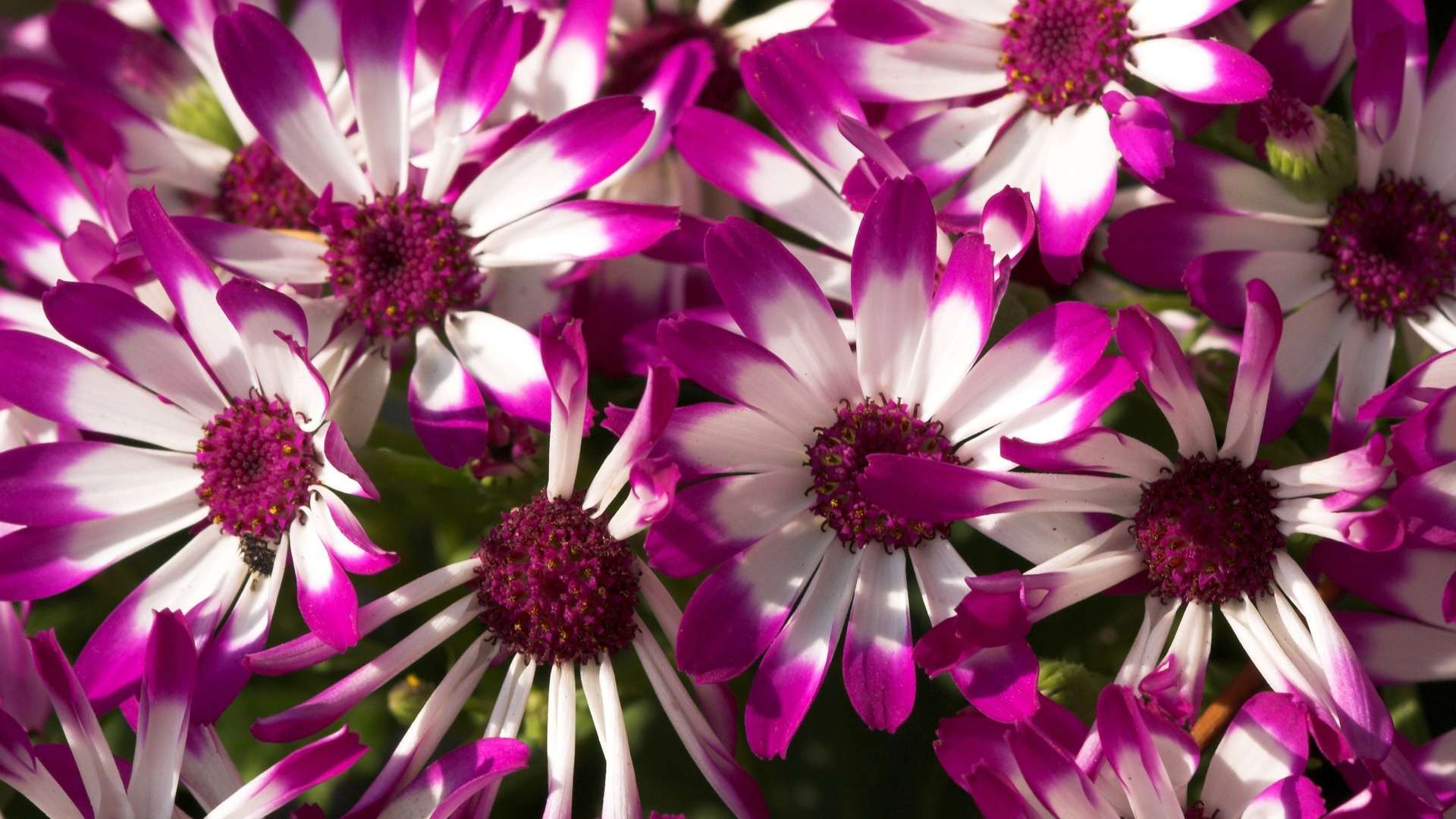 Beautiful Purple Flowers HD Wallpaper 1080p HDwallwide