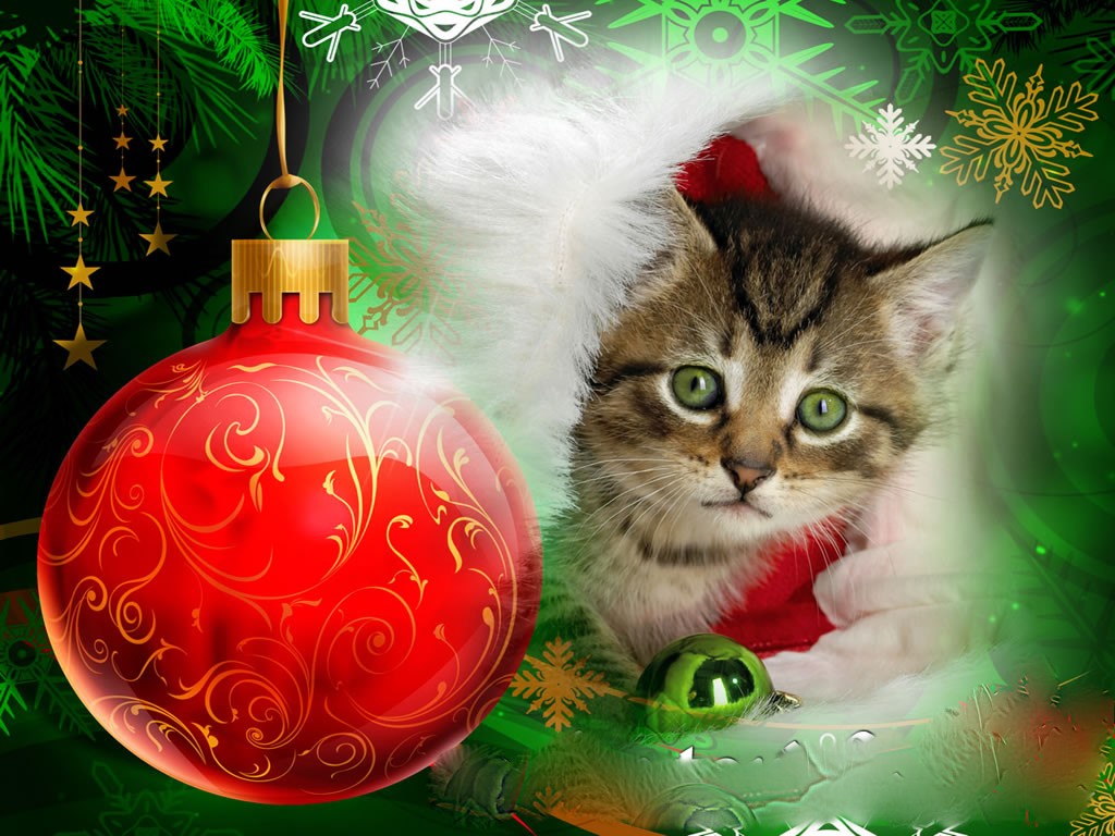 Christmas Kitten Wallpaper Wallpaper9