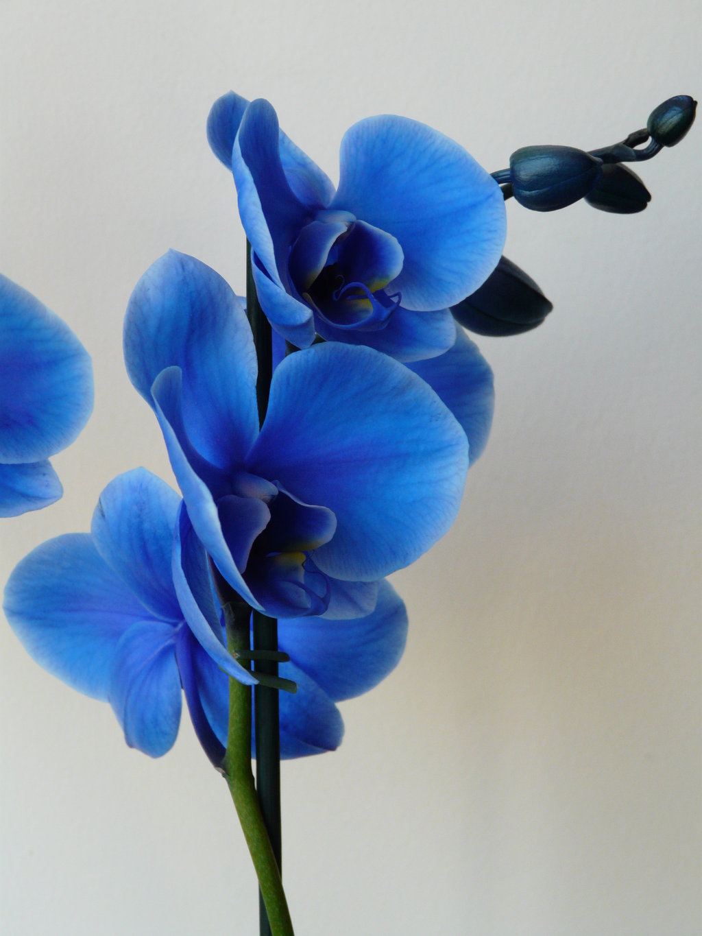 Blue Orchid By Krsdeamon