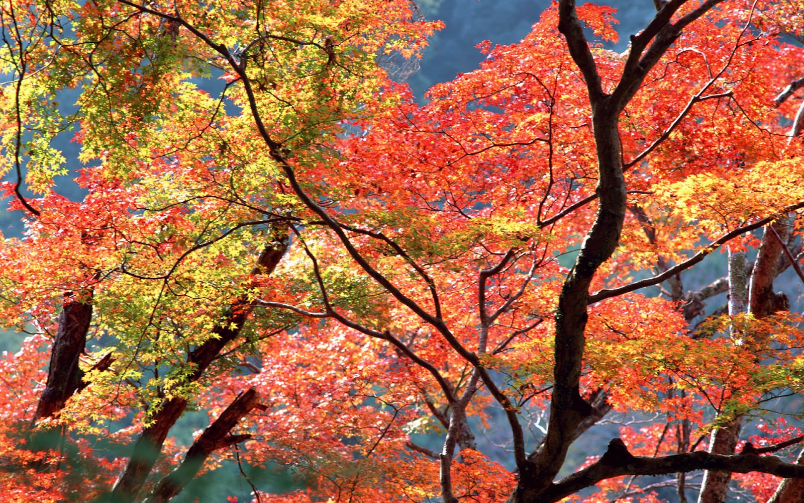 Autumn Trees Wallpaper And Beautiful