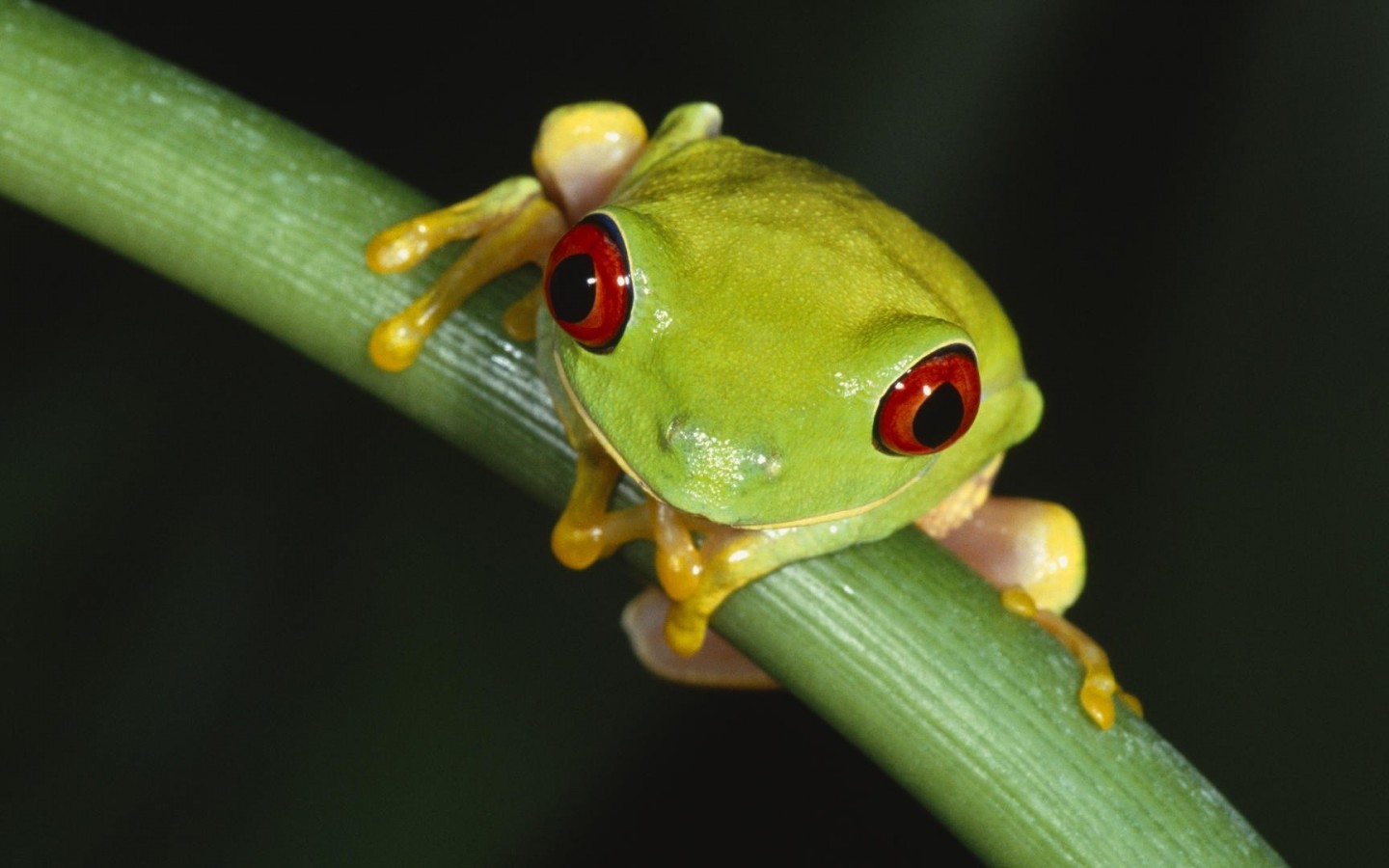 Wallpaper Catalogue Red Eyed Tree Frog In Resolution