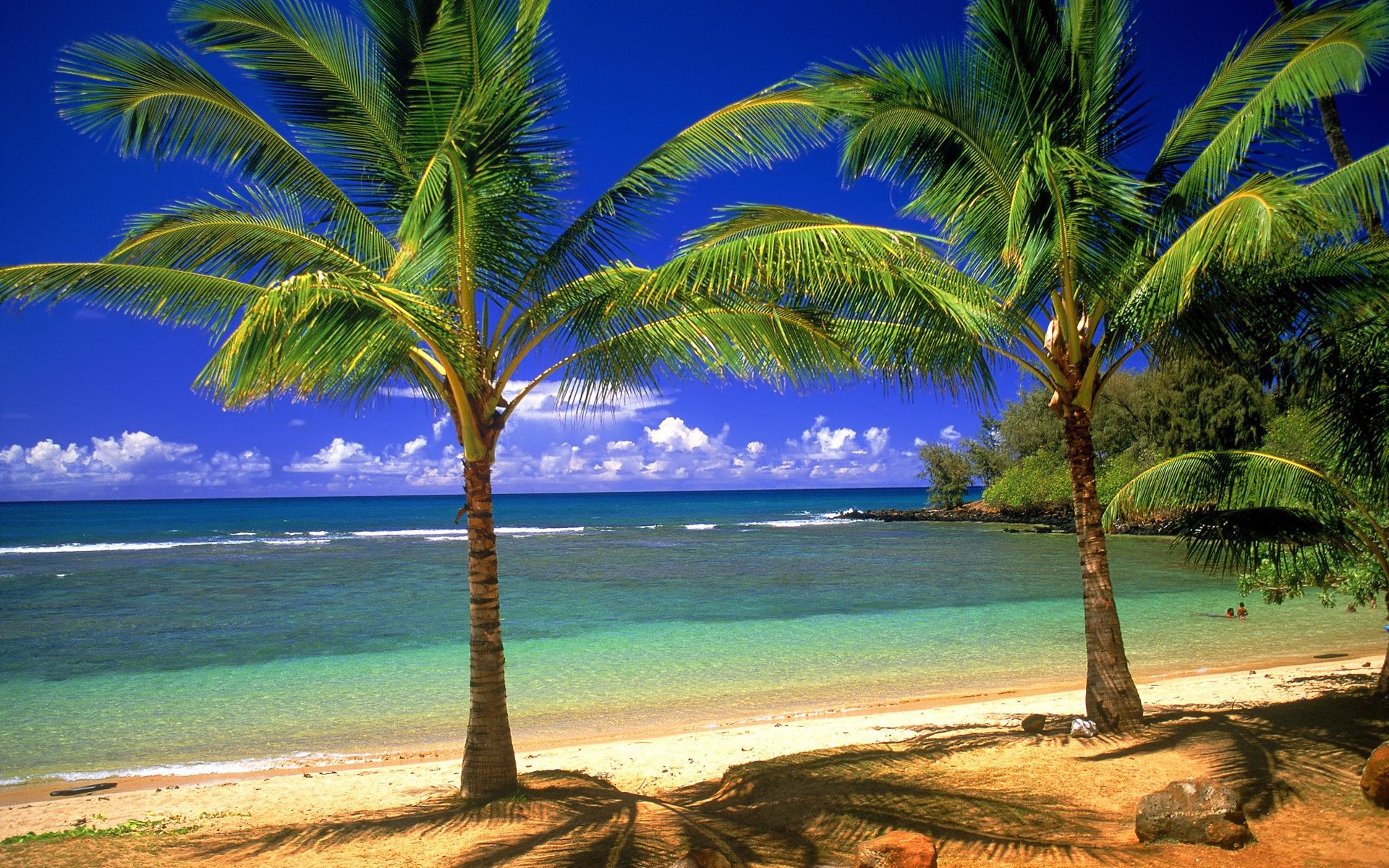 Palms On The Beach Desktop Pc And Mac Wallpaper