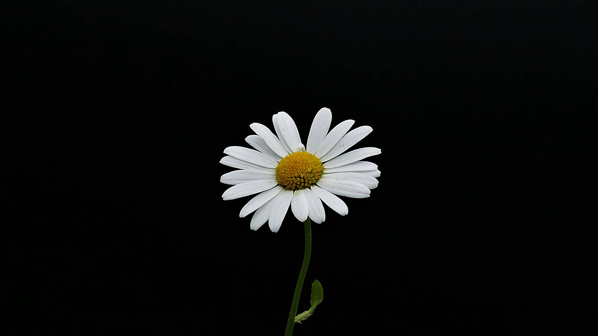 Daisy Aesthetic Computer Wallpaper