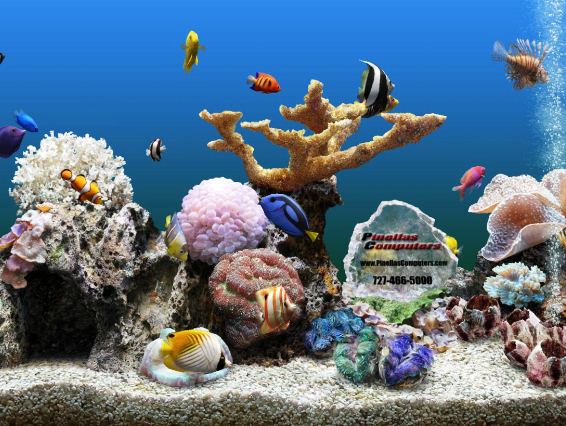 Fish Aquarium Background Puter Image Pictures Becuo