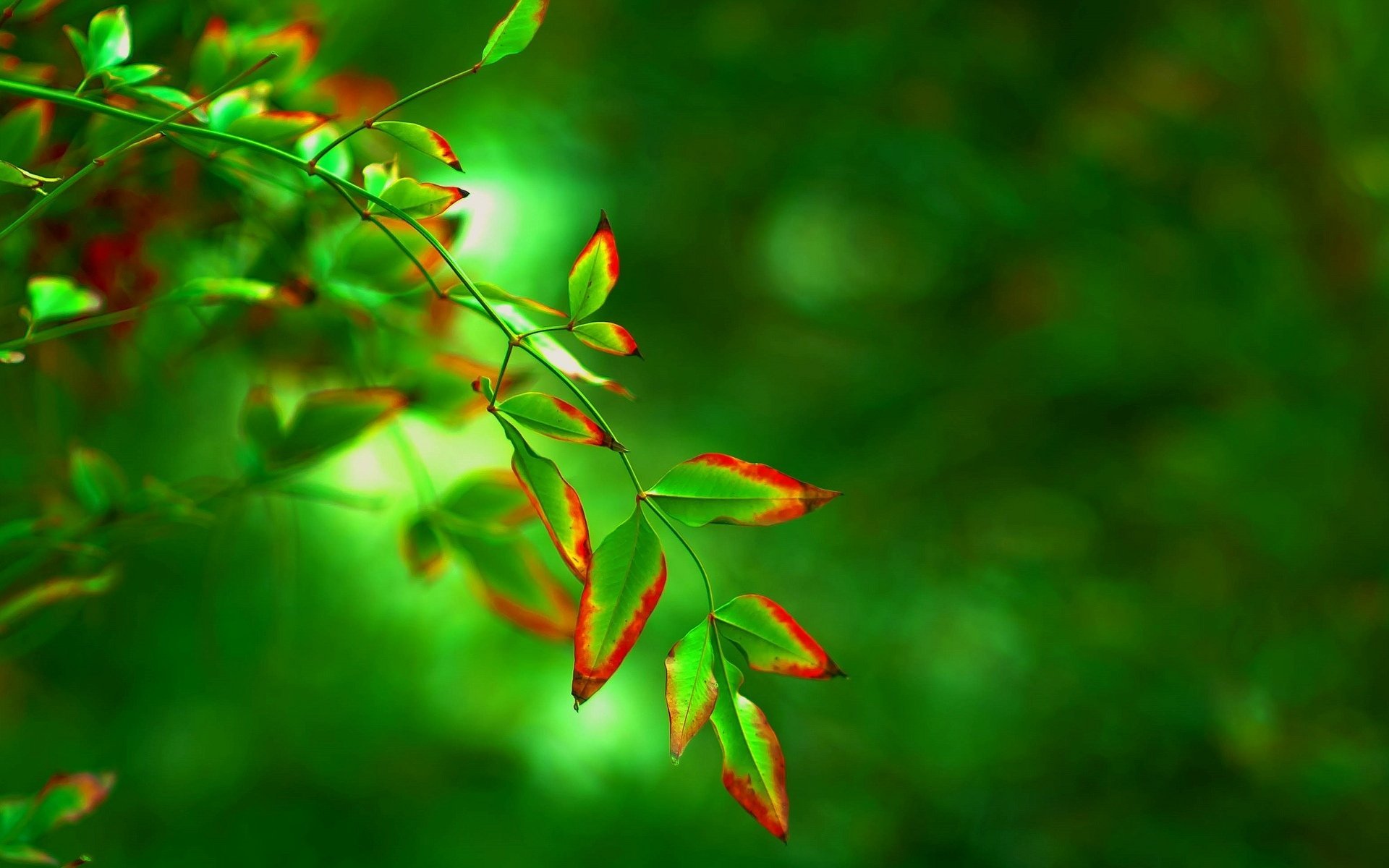 close up leaf leaves green red form tree blur background wallpaper