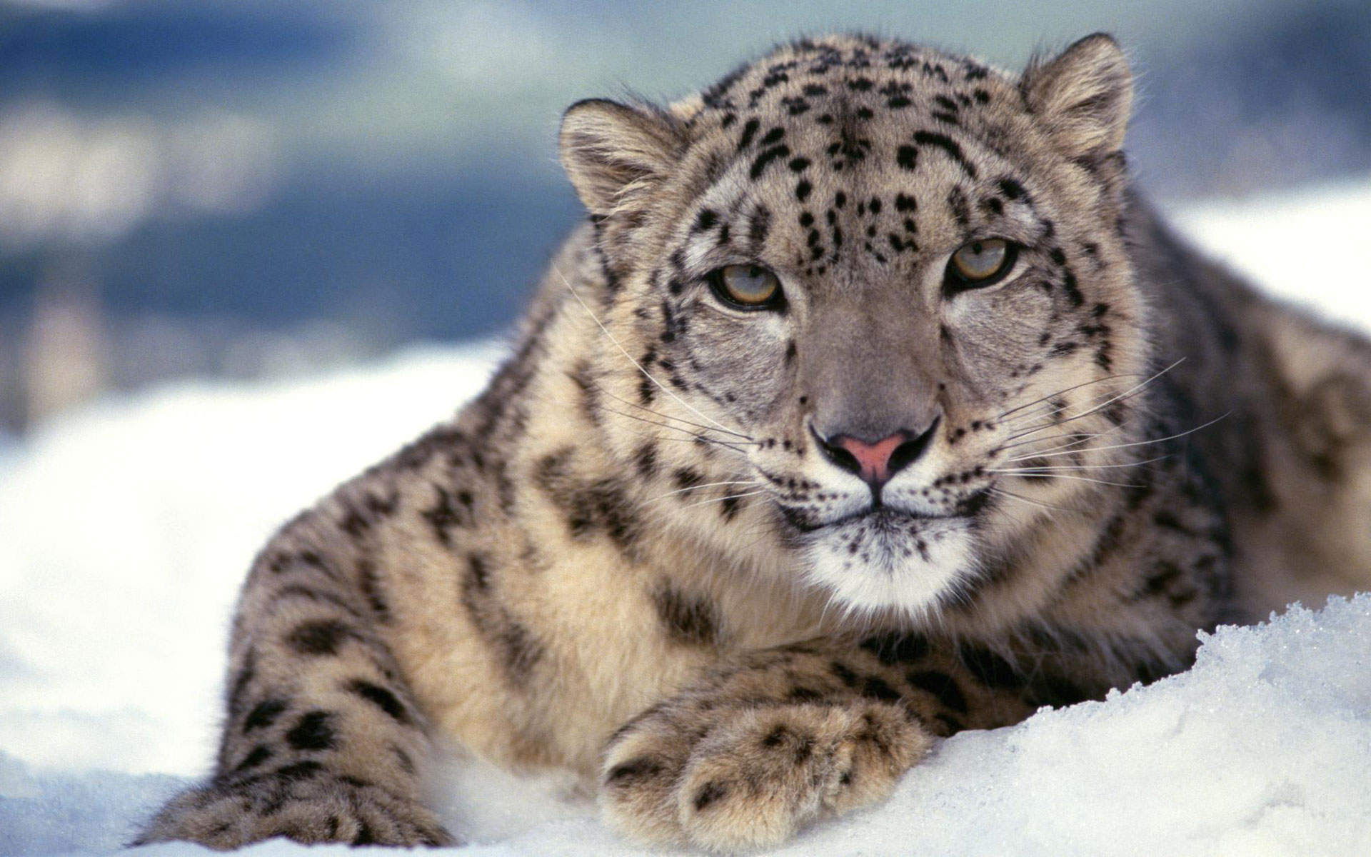 Scary Snow Leopard Wallpaper HD
