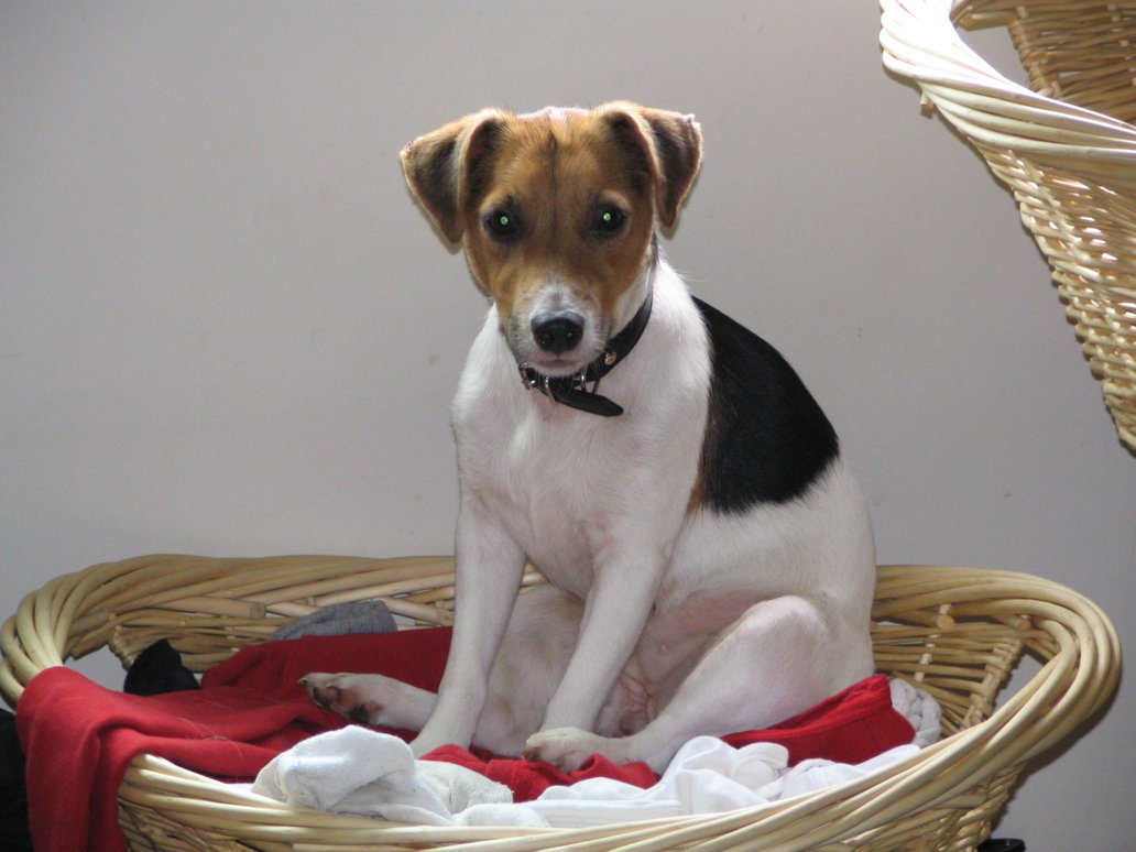 Jack Russell Wallpaper Fun Animals Wiki Videos Pictures Stories