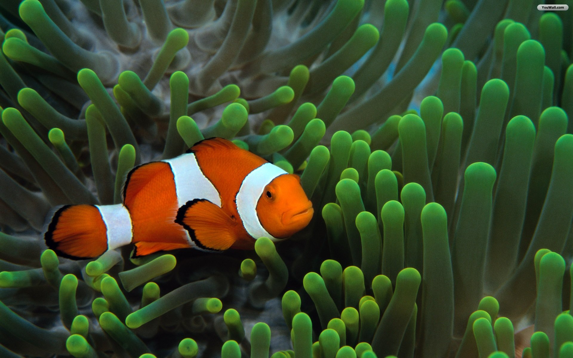 Clown Fish Background Pictures Clownfish