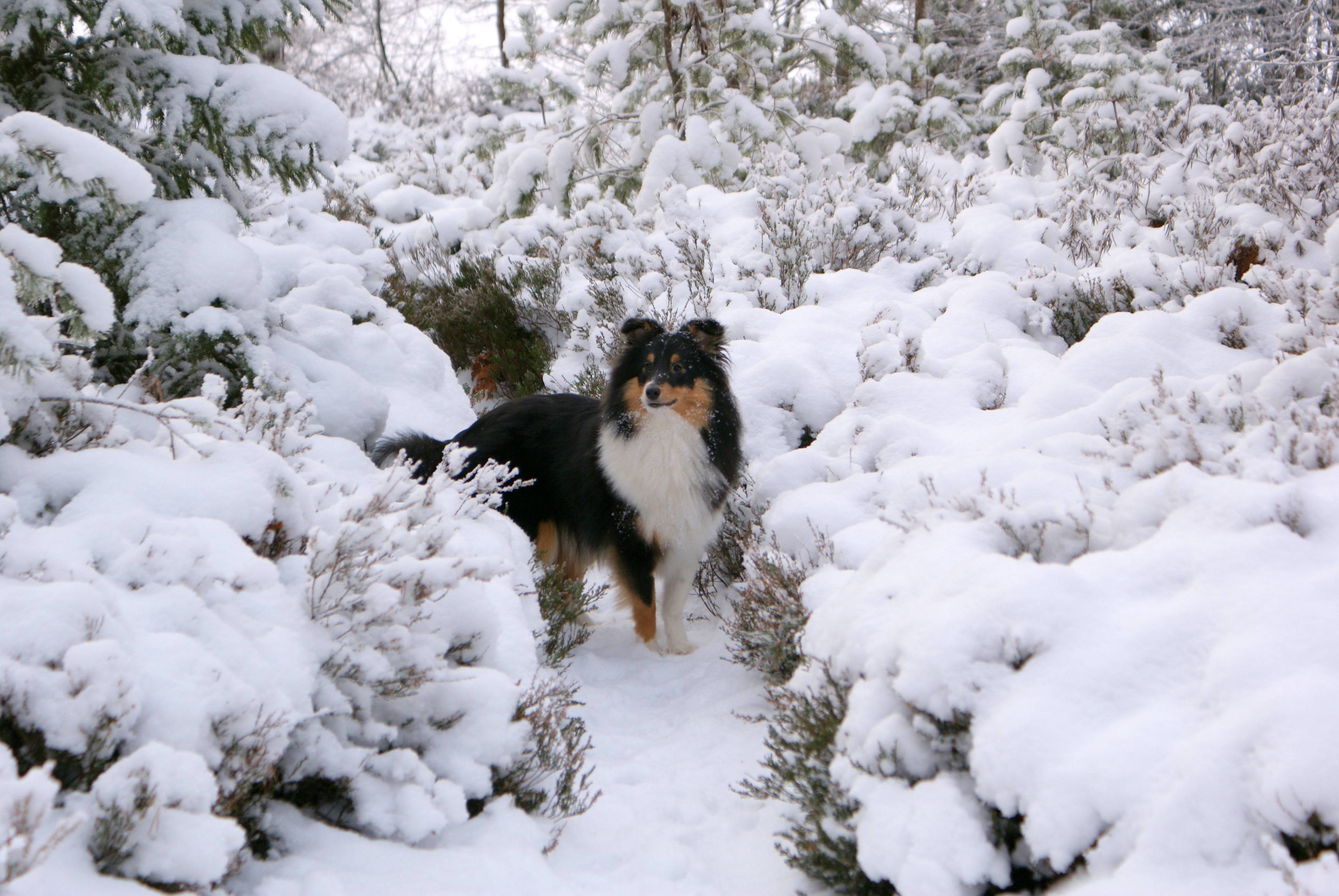 Sheltie Wallpaper High Definition