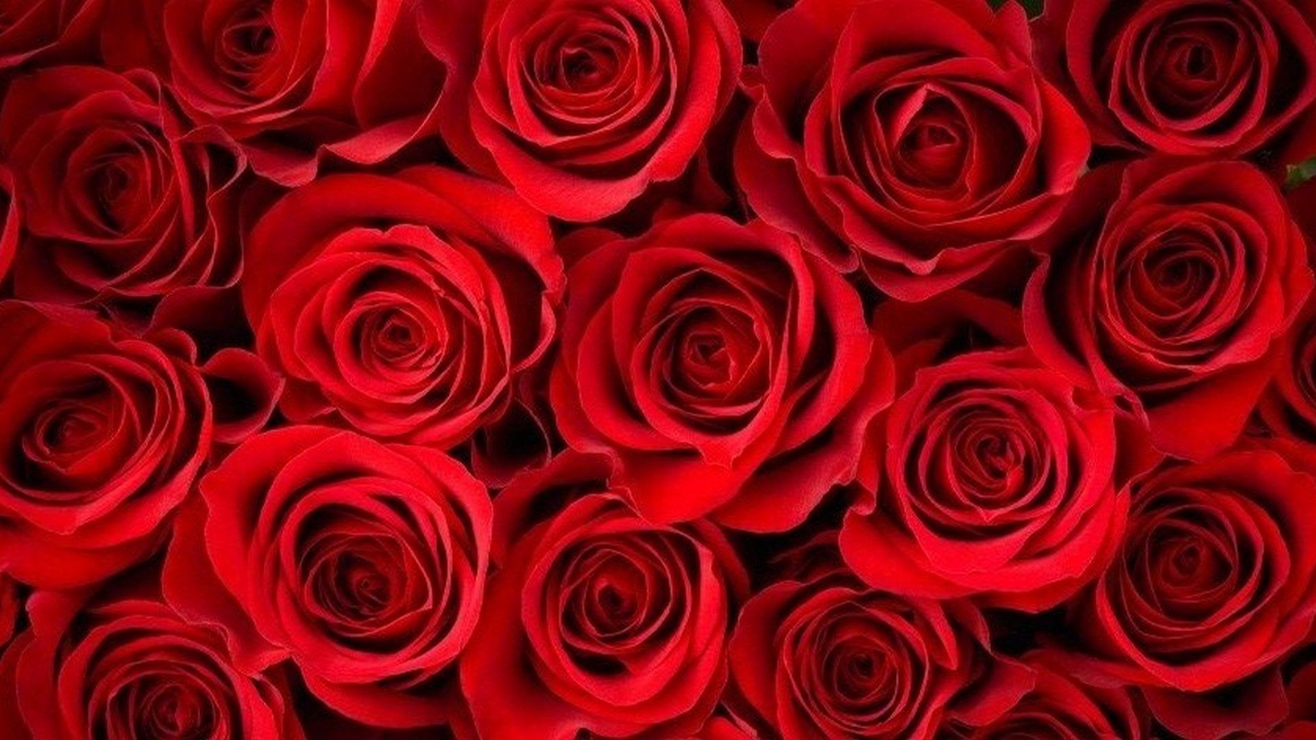 HD Red Rose Wallpaper Timeline Covers Background