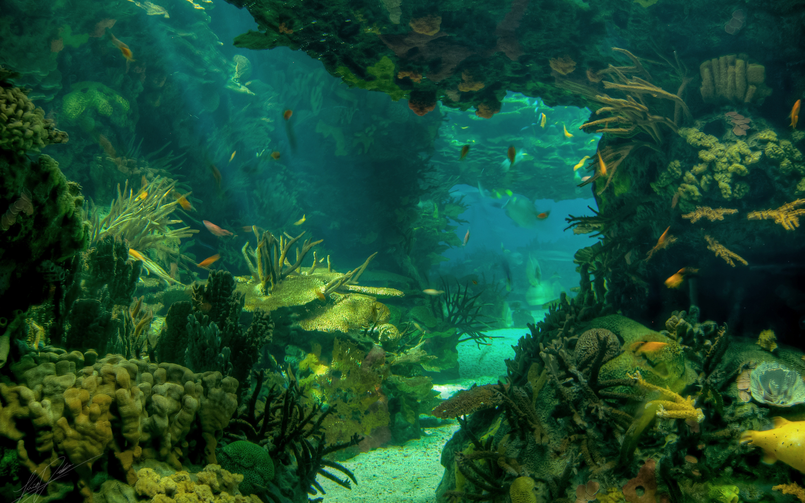 Sea Seabed Landscape Underwater Ocean Fish Wallpaper