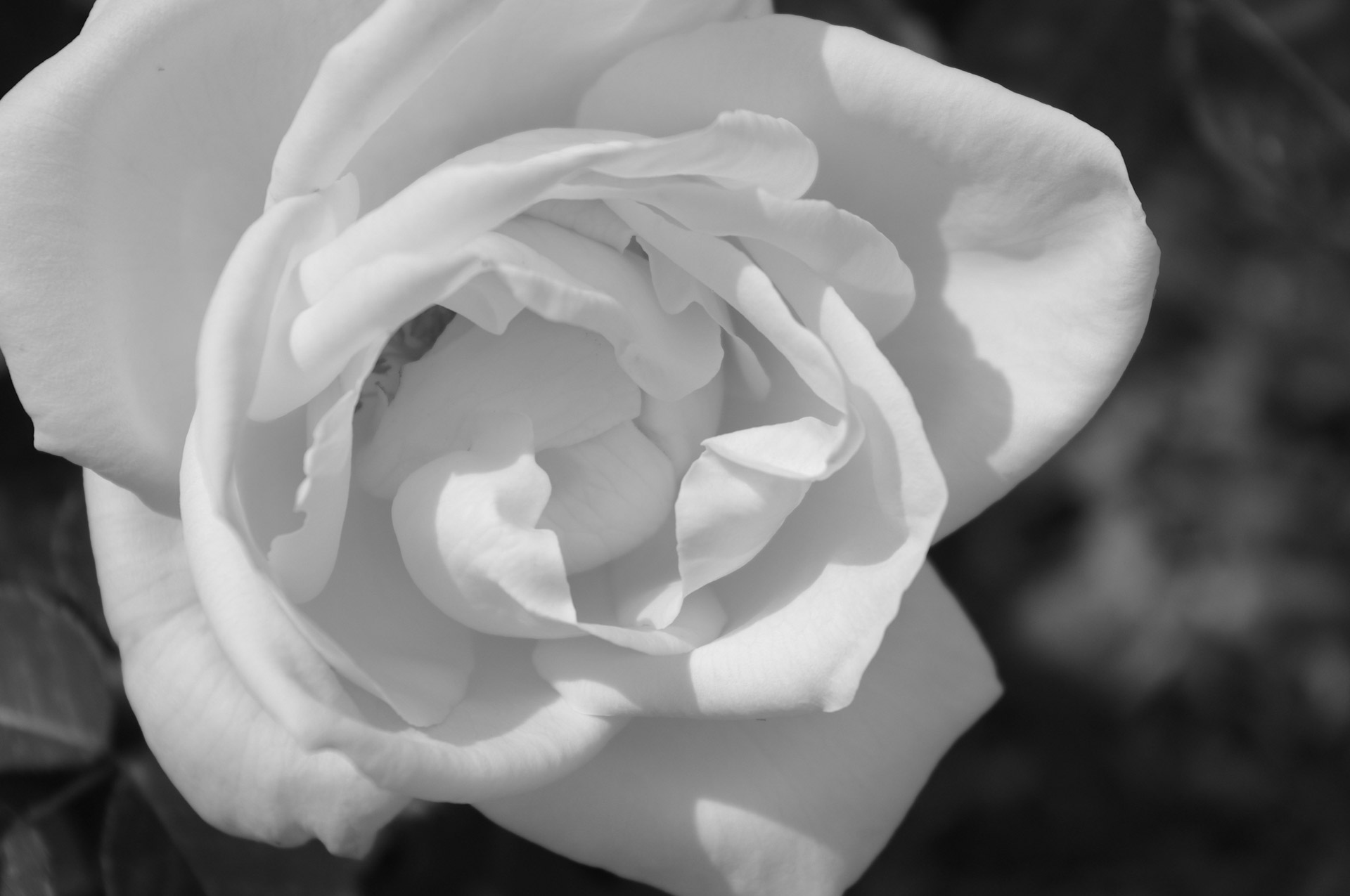 Black And White Rose Stock Photo HD Public Domain Pictures