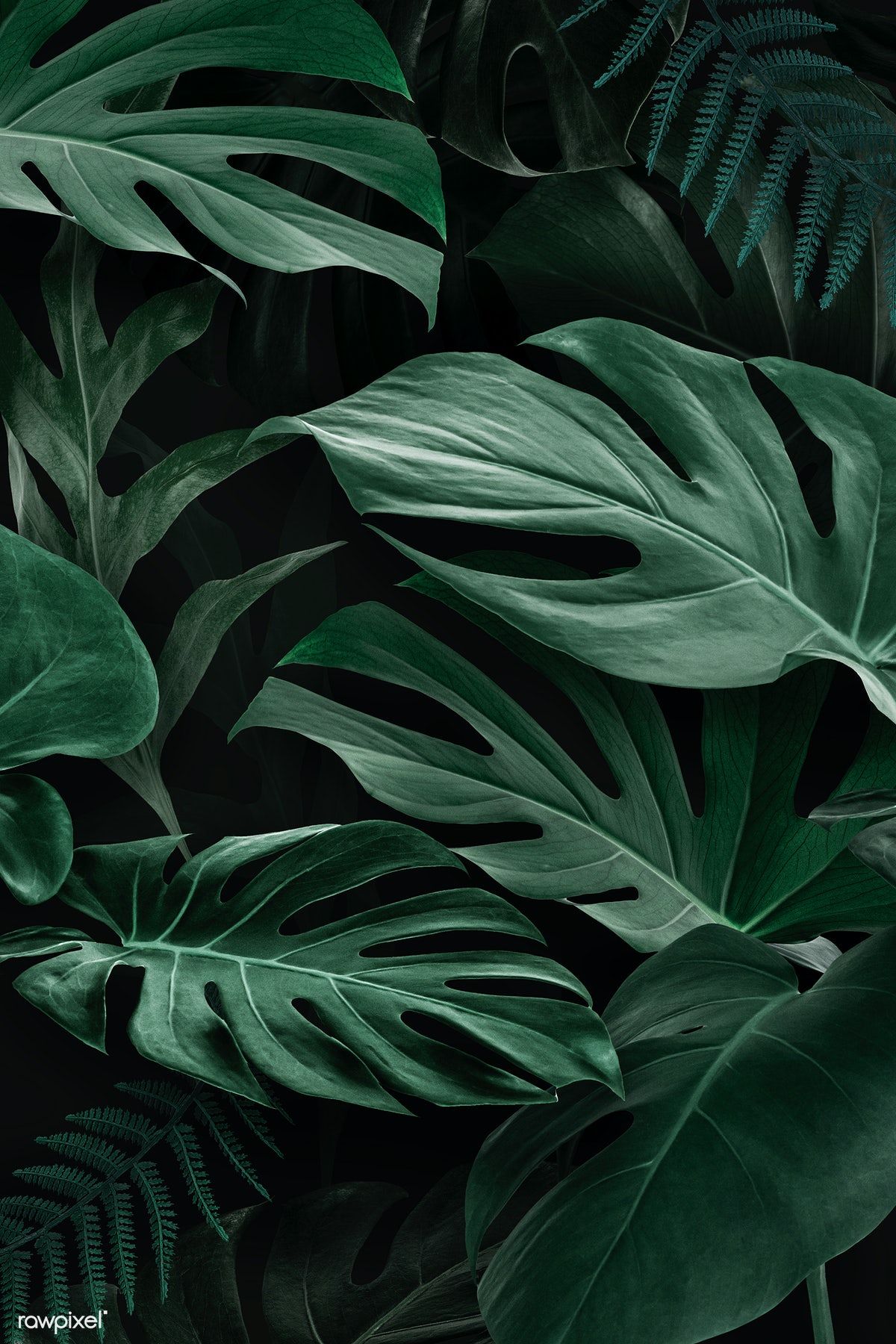 Fresh Natural Green Monstera Deliciosa Leaves Wallpaper
