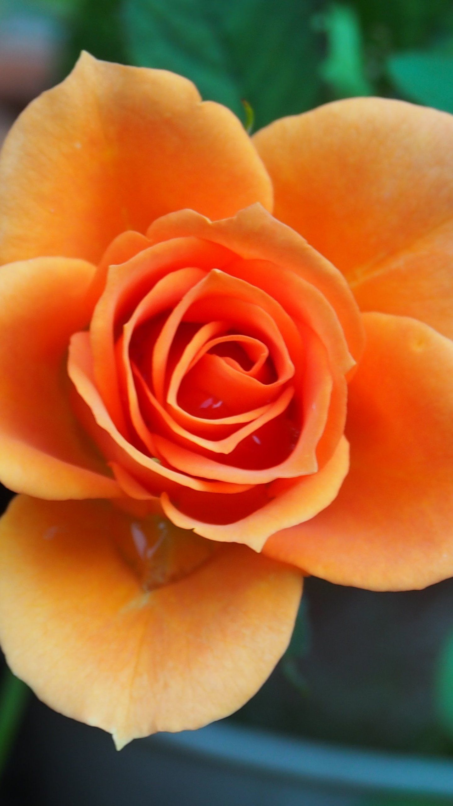 Orange Rose Wallpaper iPhone Android Desktop Background