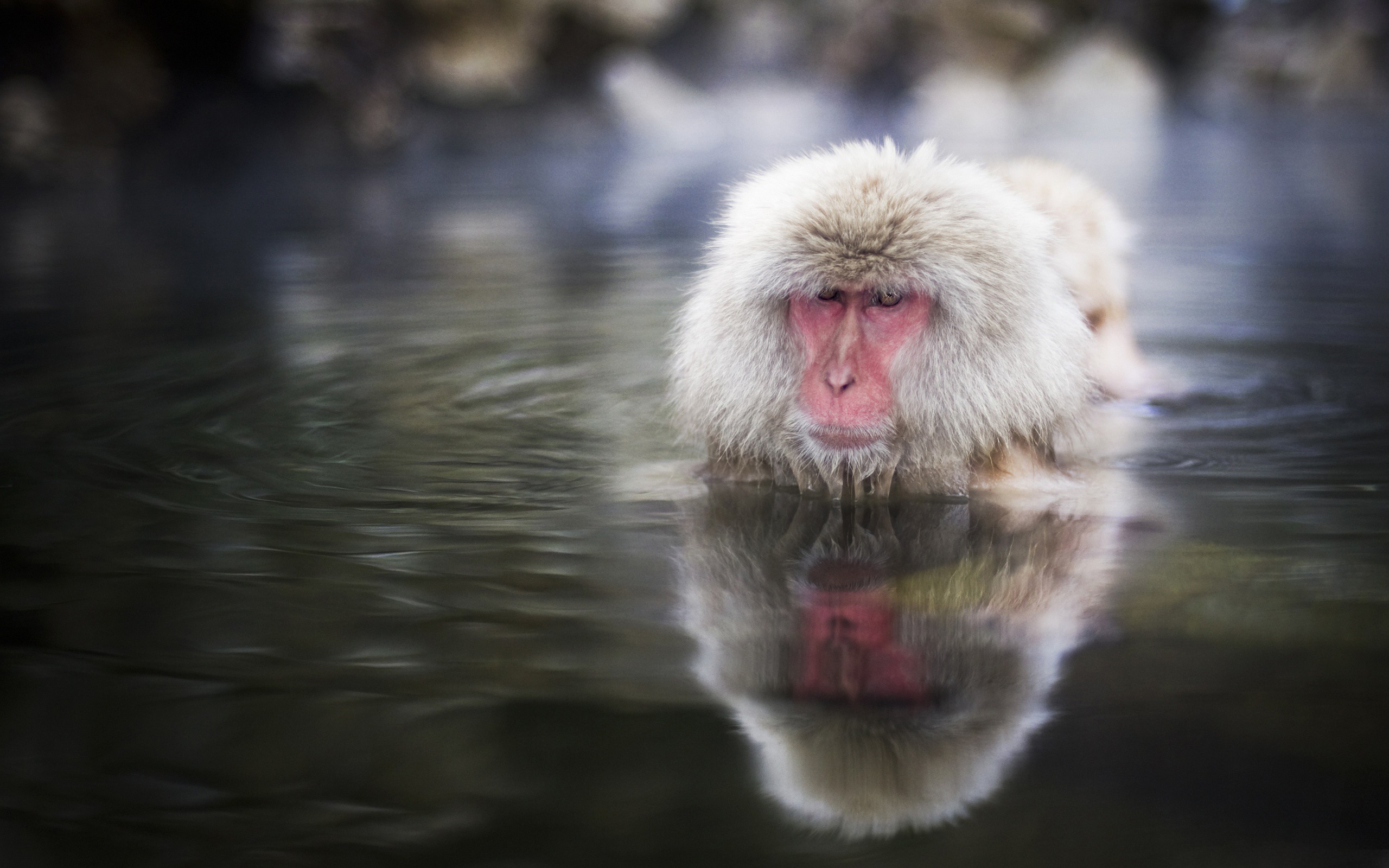 Water Animals Monkeys Wild Snow Monkey Japanese