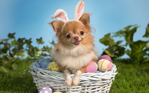 Easter Chihuahua Image For iPhone Blackberry iPad Screensaver