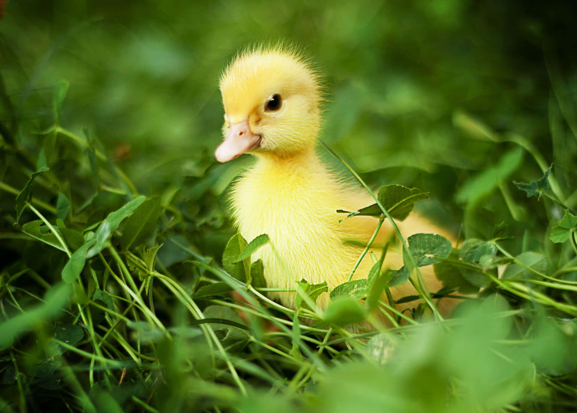 Baby Duck Background Wallpaper