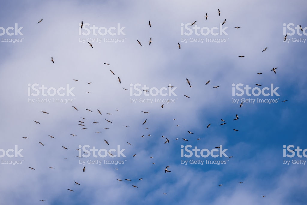 Flying White Storks A Flock Of Stork Against The Background