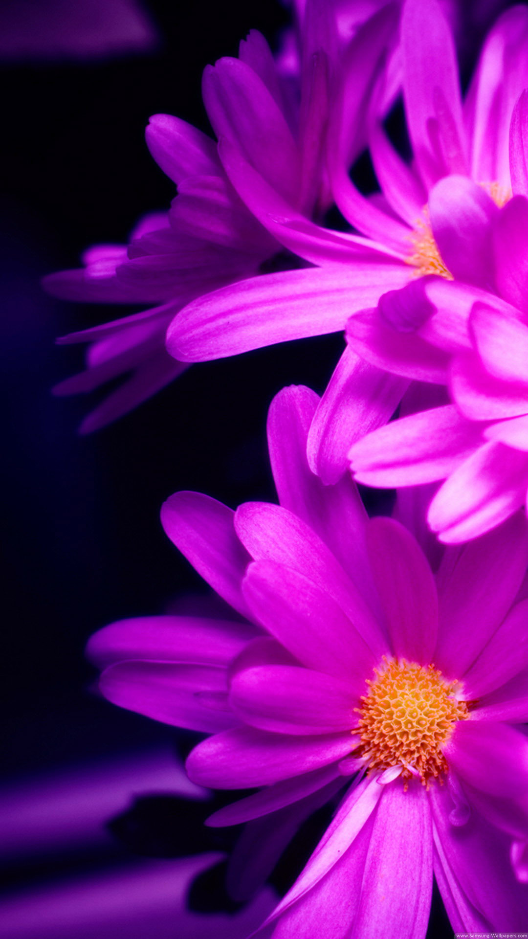 Pink Daisy Wallpaper iPhone Plus Pre