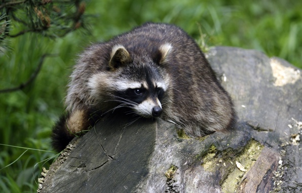 Wallpaper Raccoon Eyes Stump Animals