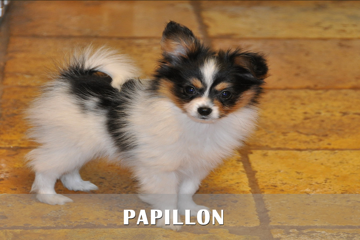 Papillon Puppies Background Wallpaper