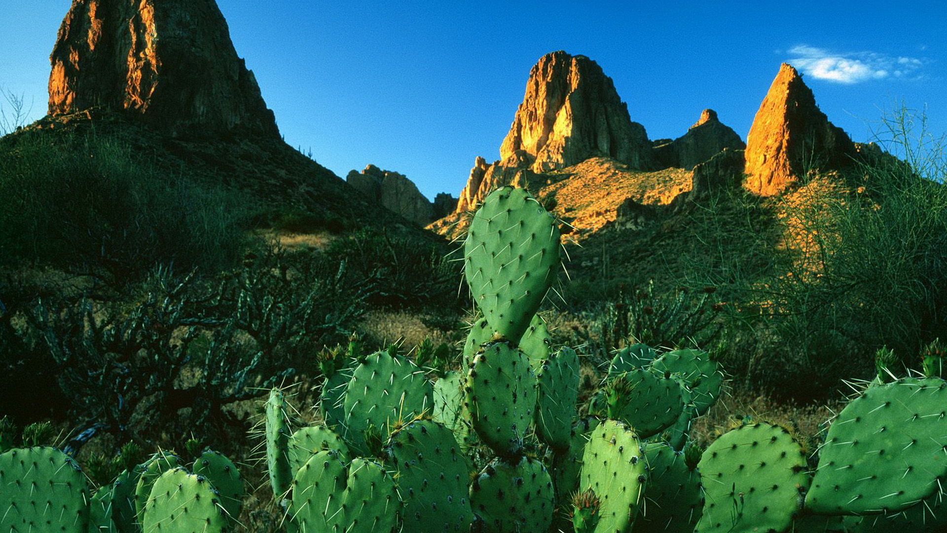 Desert Cactus Wallpaper
