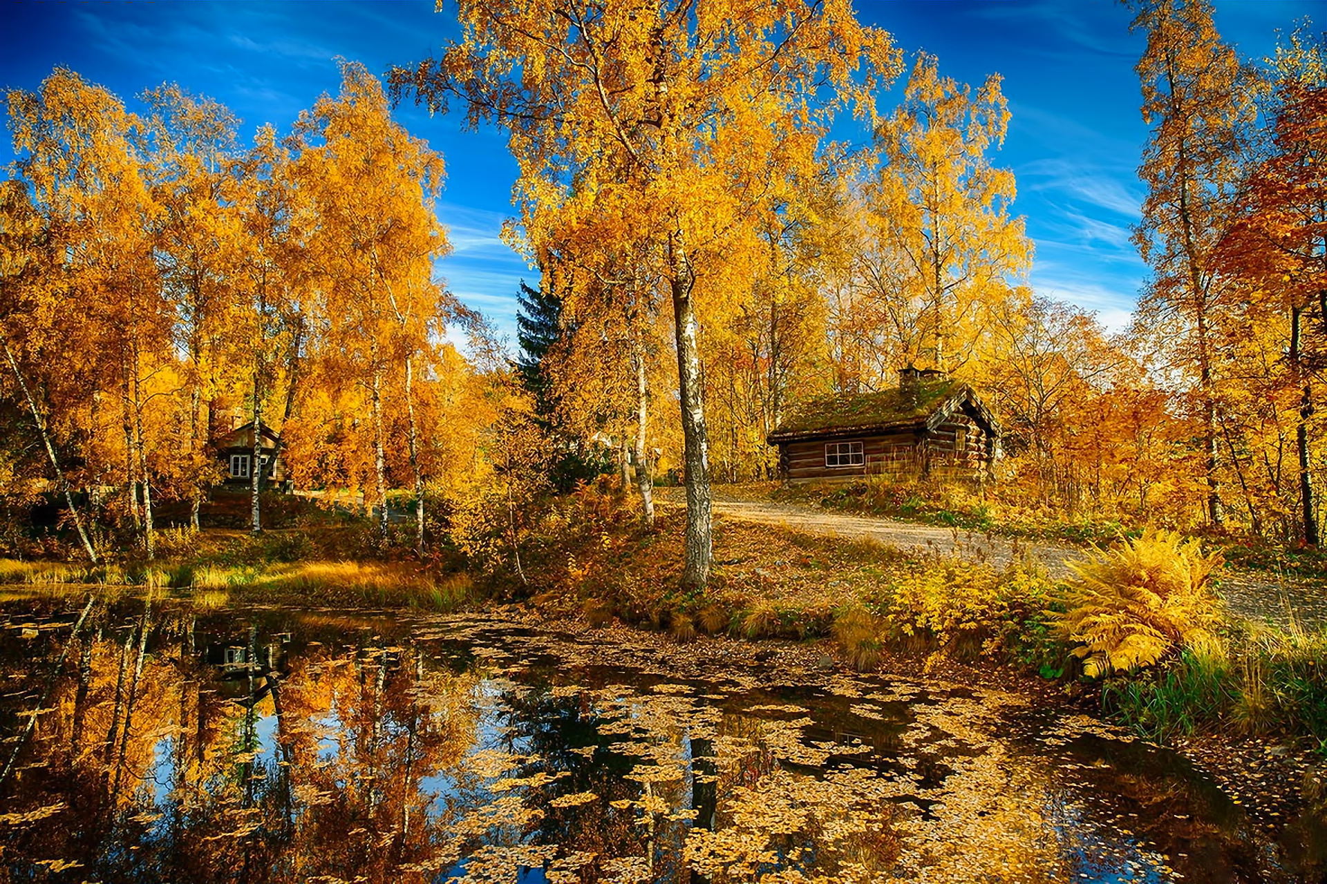 Trees House Road Norway Wallpaper