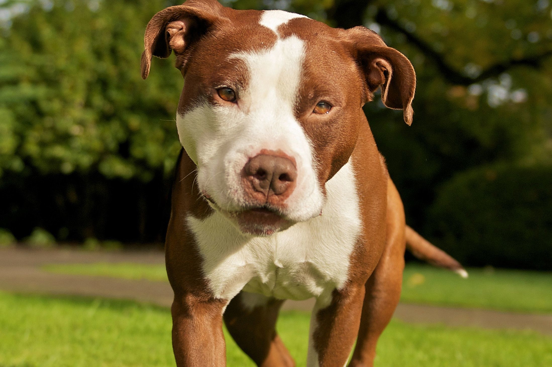 Pit Bull Puppy Wallpaper HD