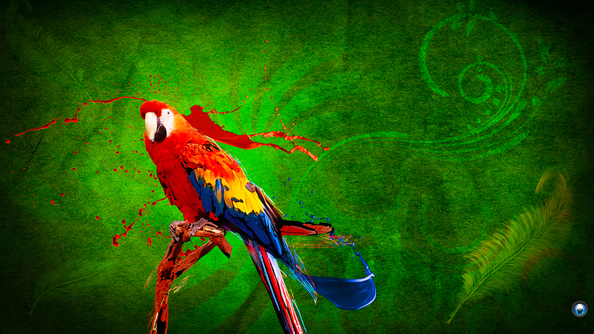 Parrot HD wallpaper 1920x1080 1   hebusorg   High Definition
