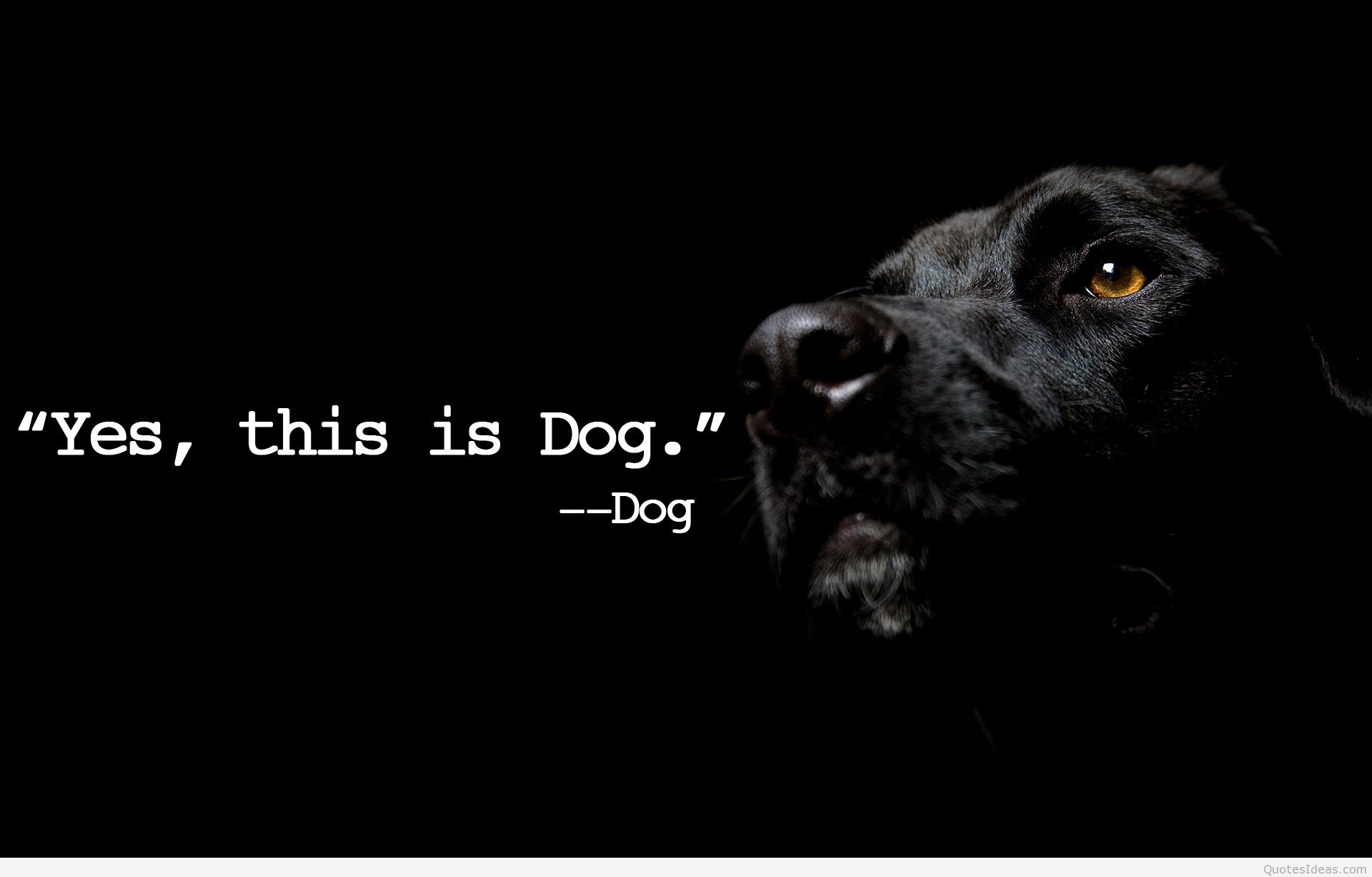 This Is Dog Quote Wallpaper