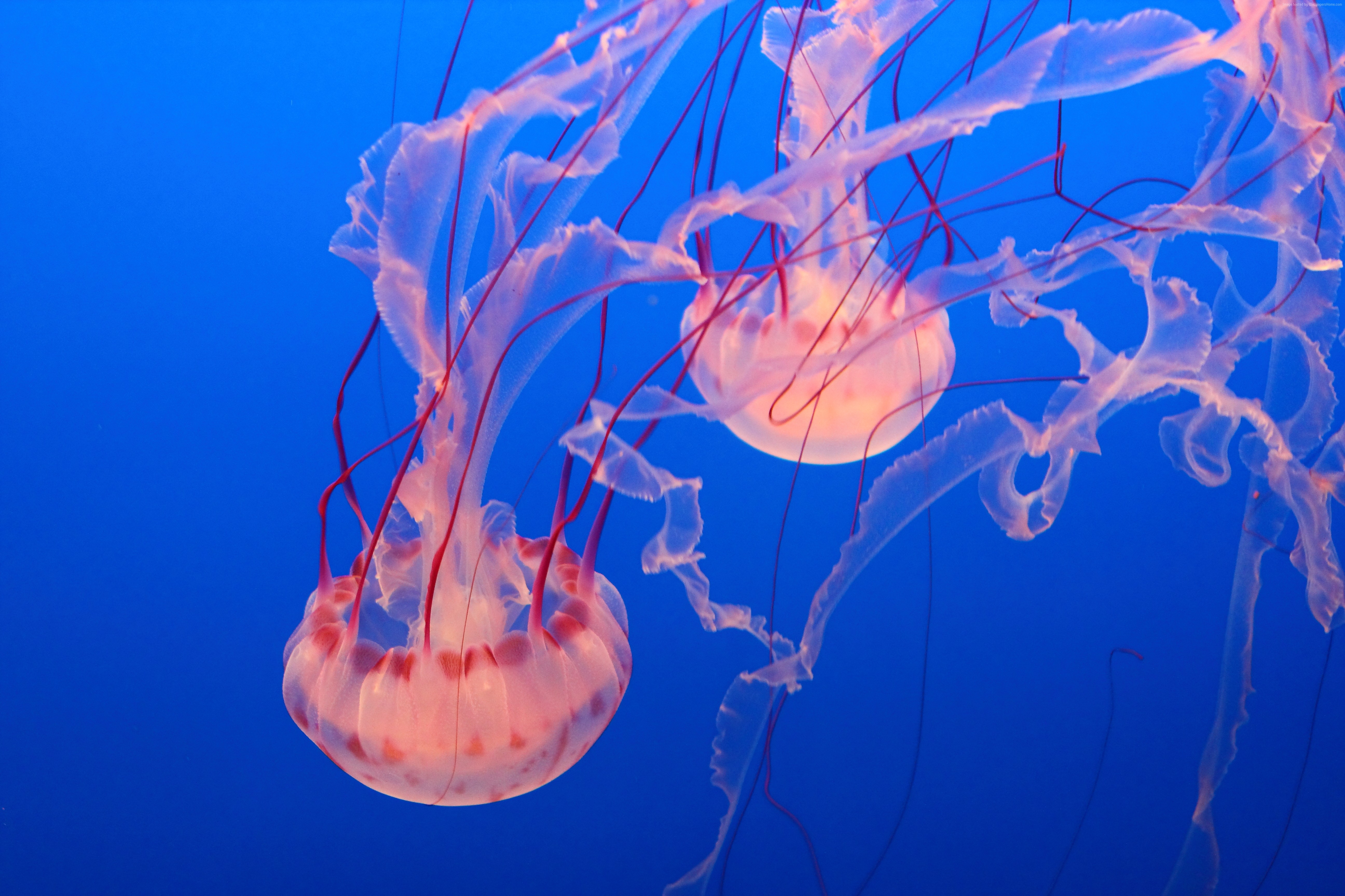 Pink Jellyfish Monterey Bay Aquarium Diving Tourism