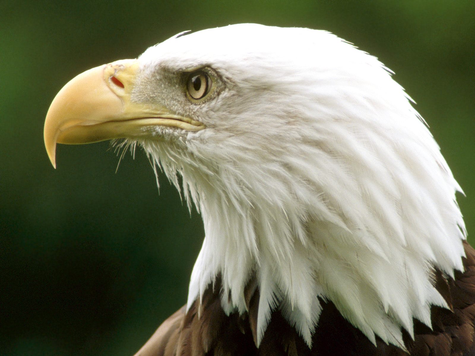 Bald Eagle Montana Countries Wallpaper Featuring A Usa Picture