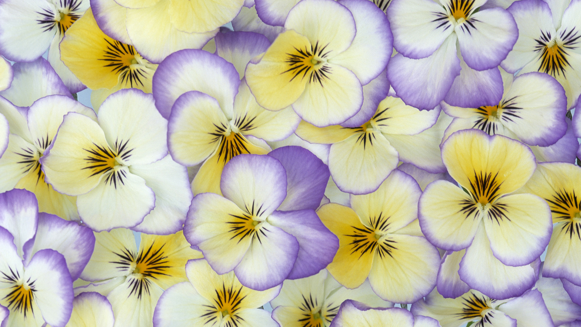 Beautiful HD Pansy Flower Wallpaper HDwallsource