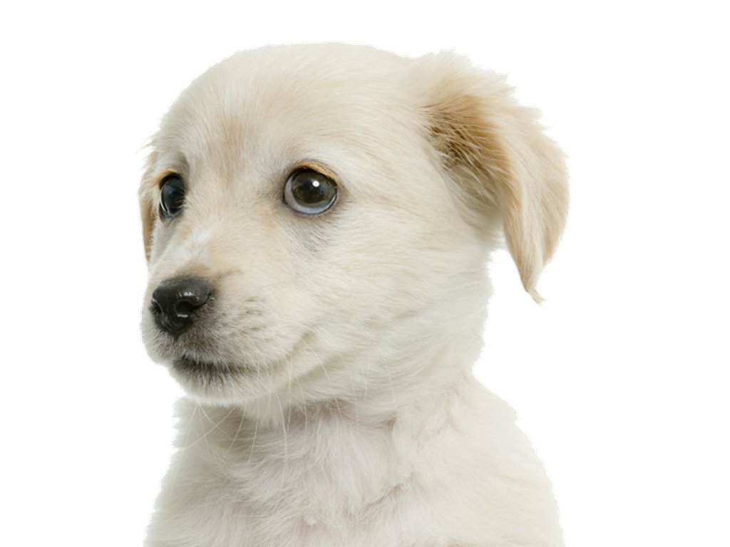 Schattige Labrador Puppy Wallpaper Cute