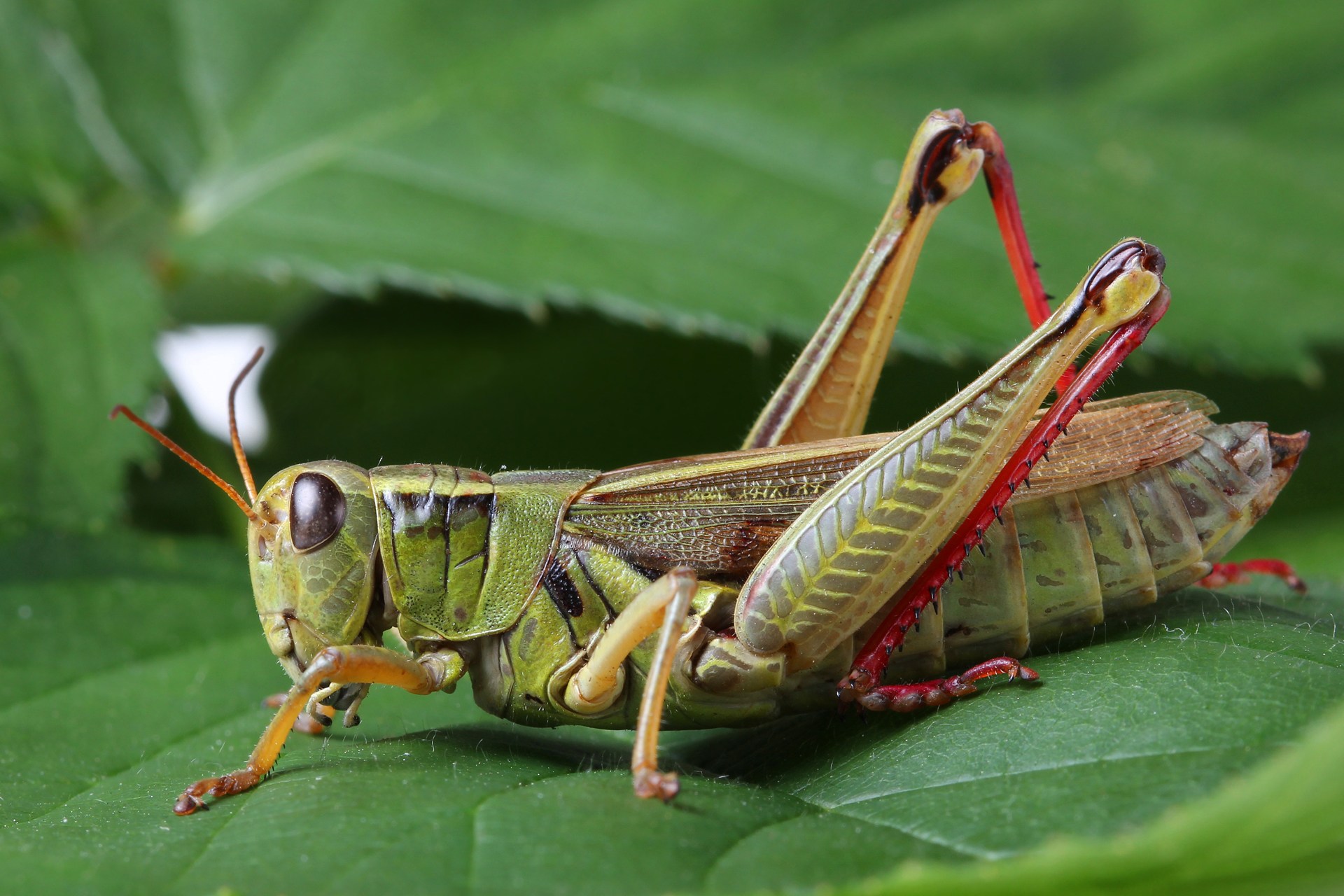 Image Grasshopper Insect