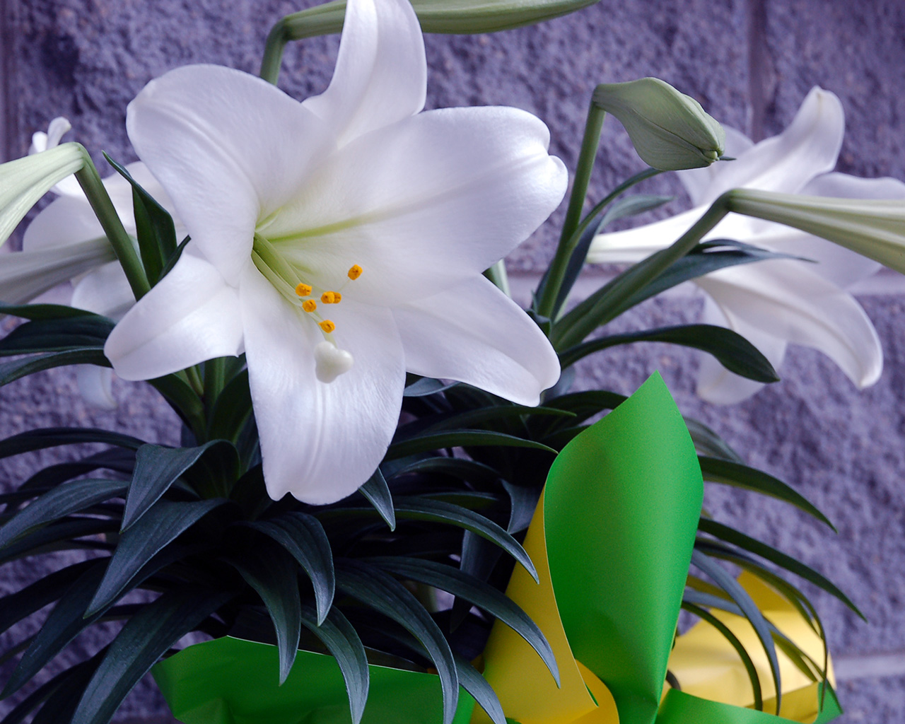 Pictures Easter Lilies Wallpaper Car