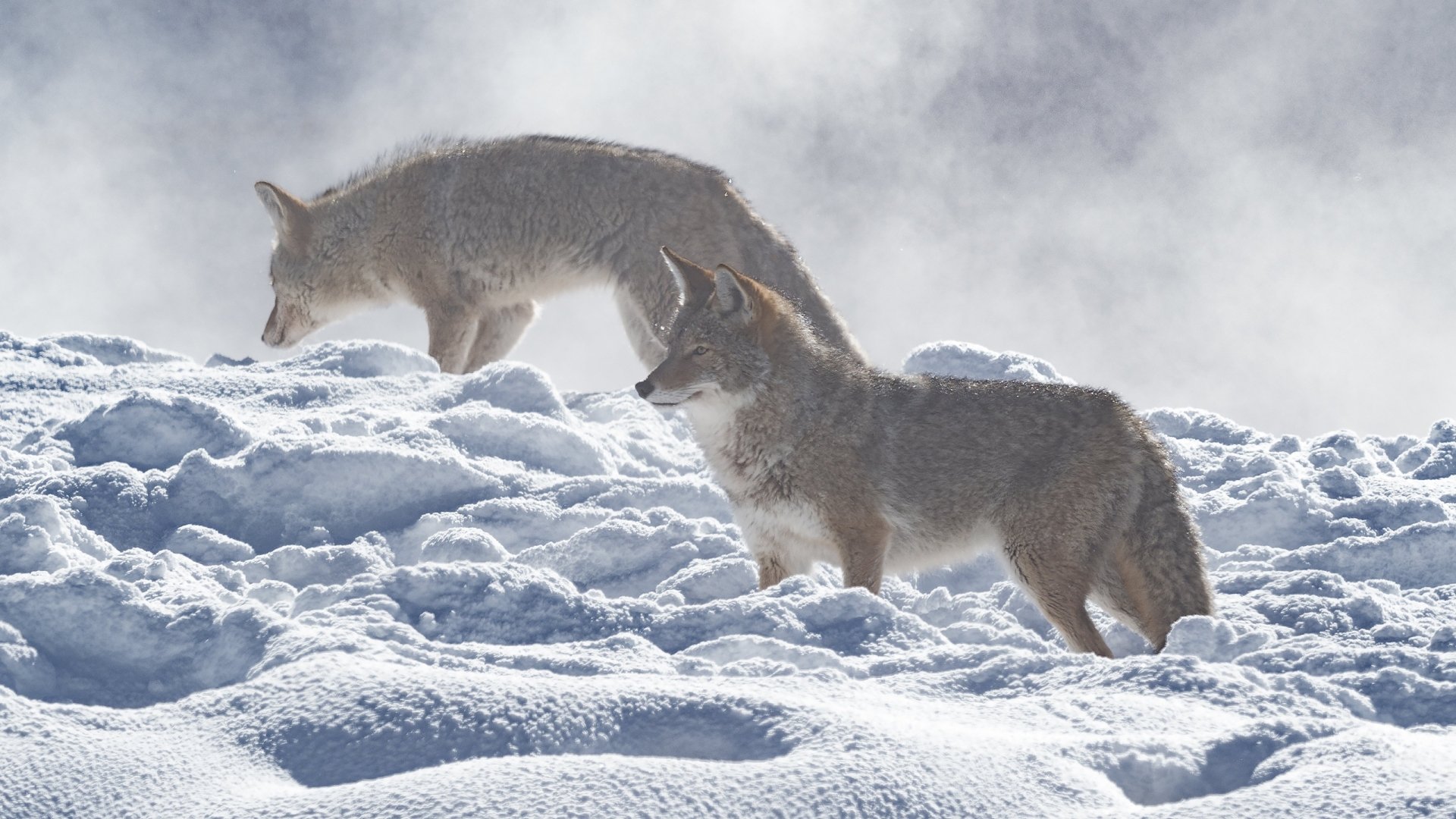 Snow Winter Animal Coyote HD Wallpaper By Drew Hamilton