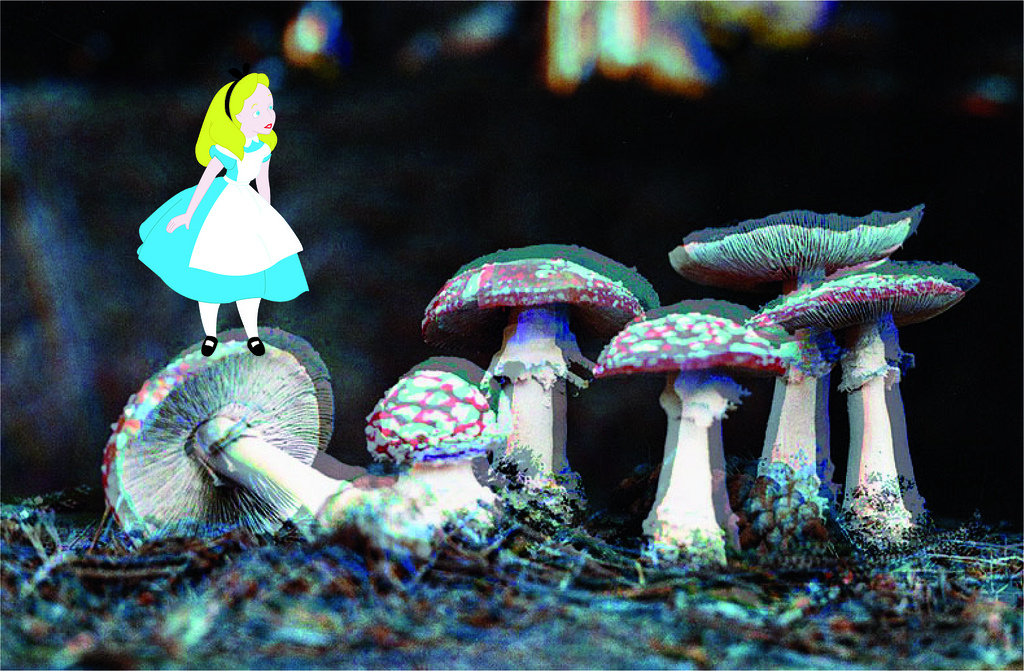 Alice In Drugland Wonderland Mushrooms Shrooms Drugs