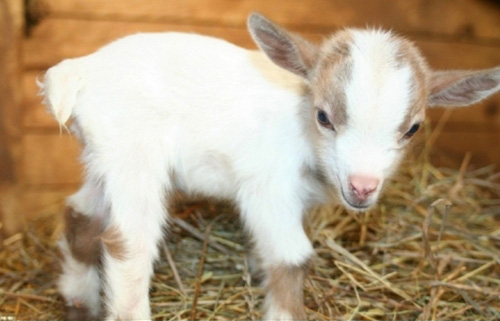 Beautiful Cute And Little White Goat Wallpaper Pitchers Image