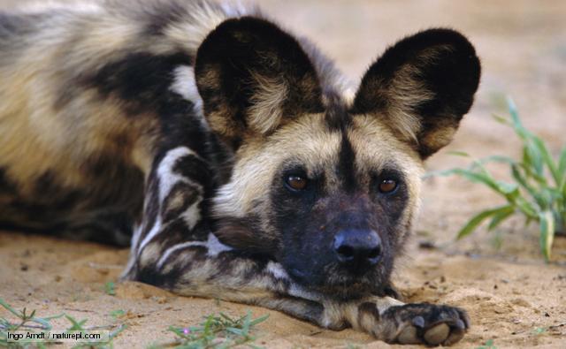 Bbc Nature African Wild Dog Videos News And Facts