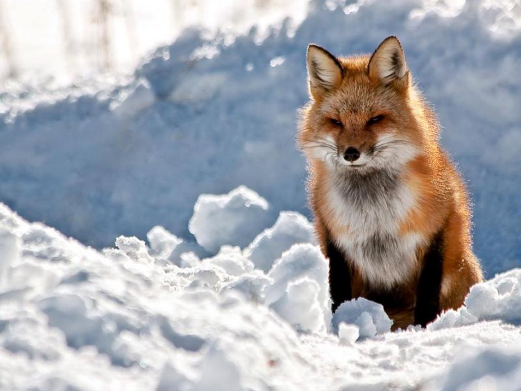 Free Cool Wallpapers red fox wallpapers