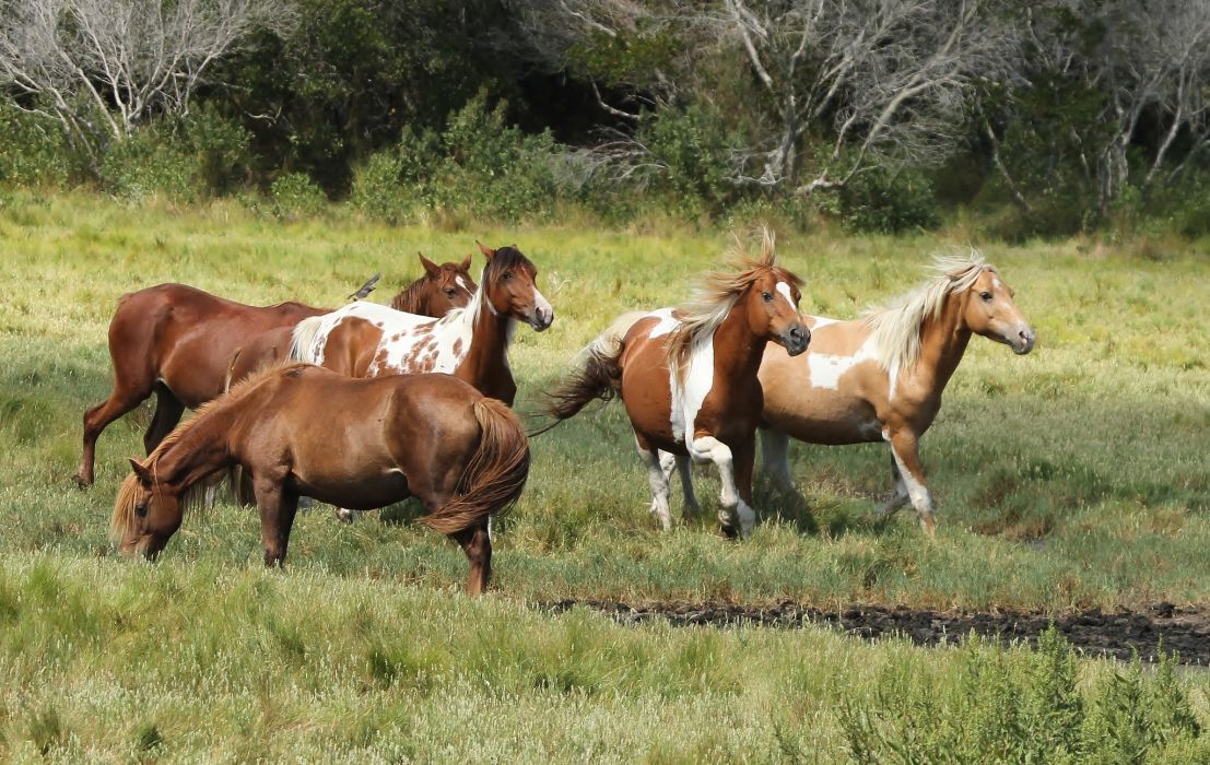 Chincoteague Ponies Assateague Wild Horses Horse Wallpaper